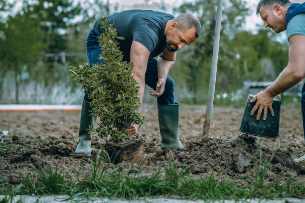 Best Palm Tree Trimming  in Grace, ID